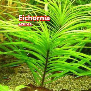 Eichornia azurea